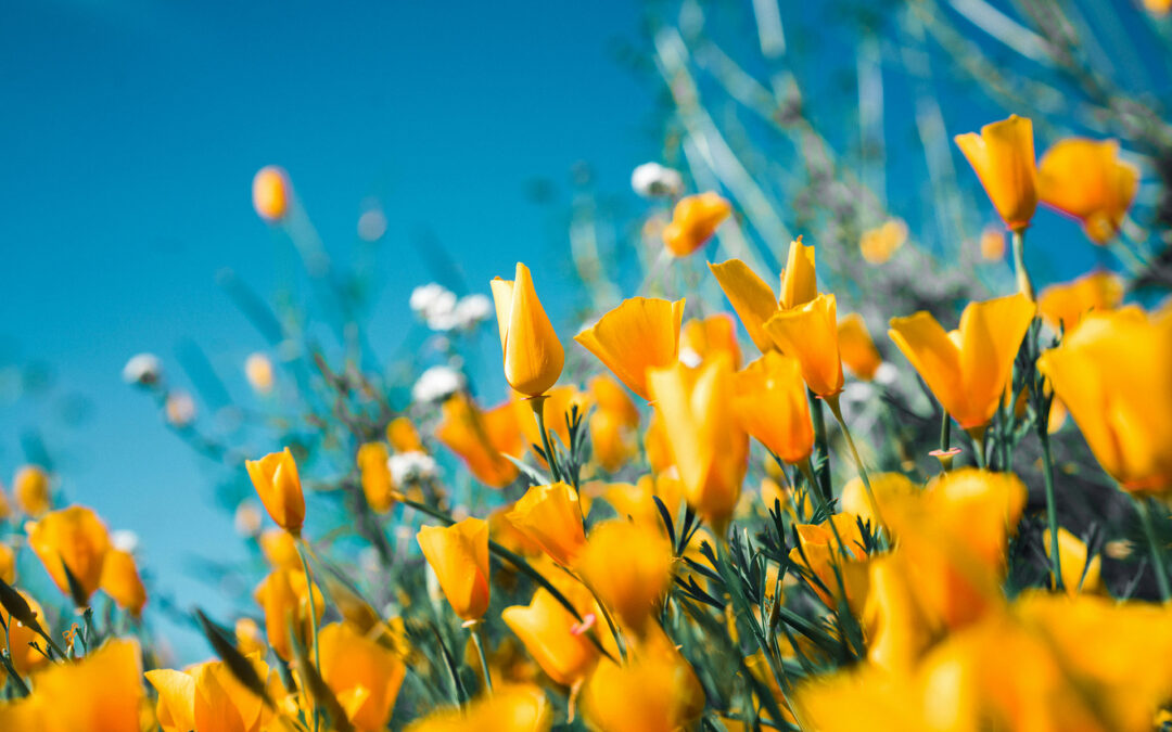 “Step Into Spring” Walk 2026